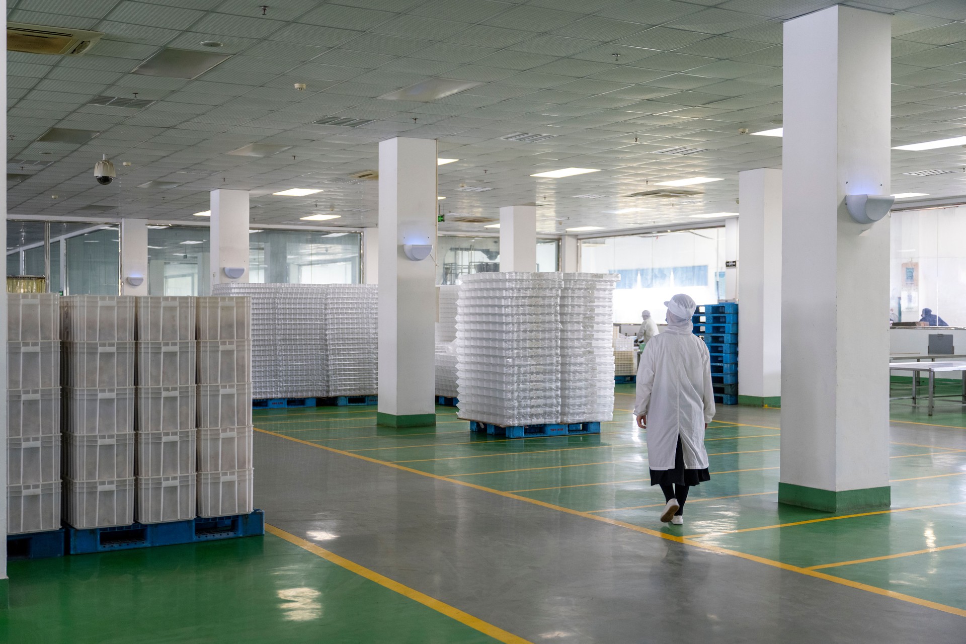 Dried fruit processing factory